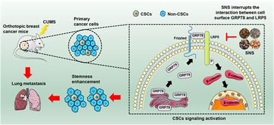 Sini San Inhibits Chronic Psychological Stress-Induced Breast Cancer Stemness by Suppressing Cortisol-Mediated GRP78 Activation